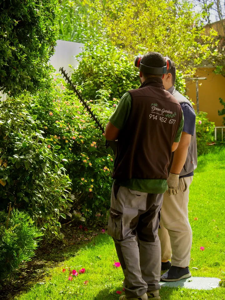 Dois jardineiros vistos de costas a cortar uma sebe num jardim