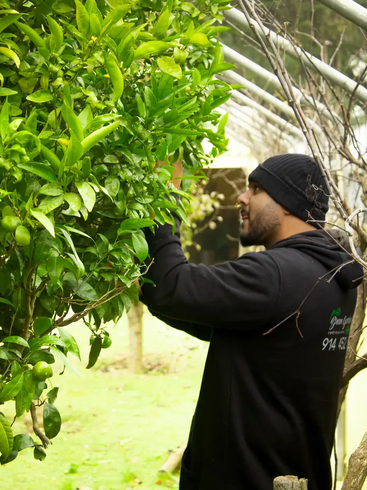 Jardineiro a podar uma árvore de fruto com folhas verdes